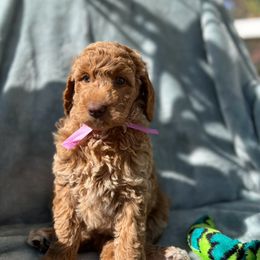Australian Labradoodle, Bernedoodle, Double Doodle, Goldendoodle, and Poodle Puppies from Karlas Pet Rendezvous