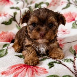 Boy 2 - Chocolate and tan male Yorkshire Terrier puppy in Bolton, Connecticut from Elle Yorkies