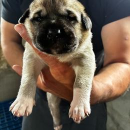Girl 4 - Fawn female Anatolian Shepherd Dog puppy in Daggett, Michigan from T&S Anatolians