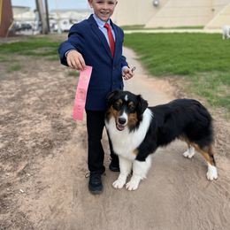 Australian Shepherd All Grown Up from Kade’s Stock Dogs