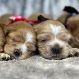 Cocker Spaniel Puppies from Bella Cavalier and Cockers