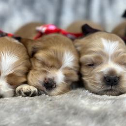 Cocker Spaniel Puppies from Bella Cavalier and Cockers