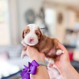 Goby - Red  male Goldendoodle puppy in Ontario, California from Teddy Doodles & Standard Poodles