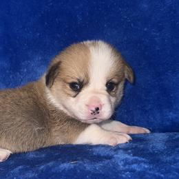 Thumper - White and red male Pembroke Welsh Corgi puppy in Godley, Texas from Bradley Kennels
