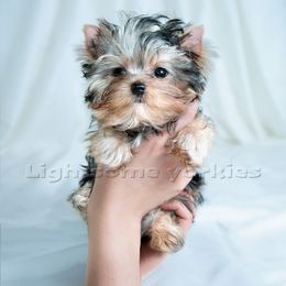 Yorkshire Terrier Puppies from Lightsome Yorkies