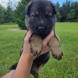 Blue - Sable male German Shepherd puppy in Chiefland, Florida from The Shepherds' House