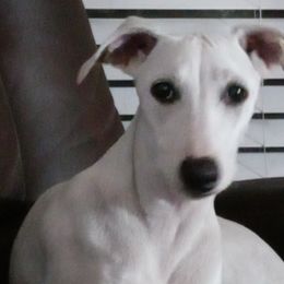 Whippets from Sandbar Whippets