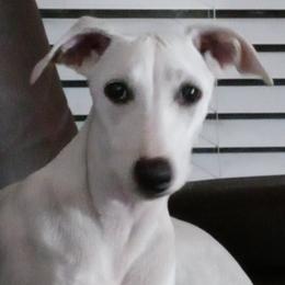 Whippets from Sandbar Whippets