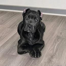 Brenda - Black brindle female Cane Corso puppy in Haslet, Texas from Trained To Go Corso Kennels (T.T.G. Corso Kennels)