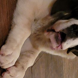 Saint Bernard Puppies from Dementhon Saint Bernards