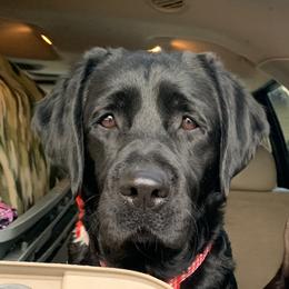 Freya - Labrador Retriever