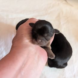 Girl 1 - Black and tan female Shih Tzu puppy in Port Huron, Michigan from Shih Tzu Cottage