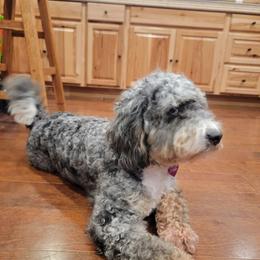 Jo - Bernedoodle