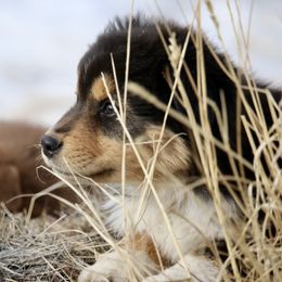 Australian Shepherd, Miniature American Shepherd, Miniature Australian Shepherd, and Toy Australian Shepherd Puppies from Painted Blue Aussies