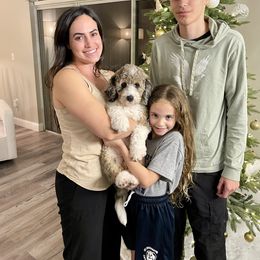 Aussiedoodle, Bernedoodle, Double Doodle, and Goldendoodle Puppies from Dandy Doodle Ranch