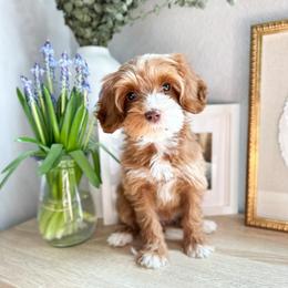Sweetheart - Caramel red female Australian Labradoodle puppy in Palmdale, California from Heavenly Doodles