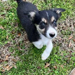 Border Collie Puppies from Patricia Goodwin