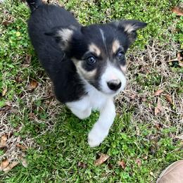 Border Collie Puppies from Patricia Goodwin