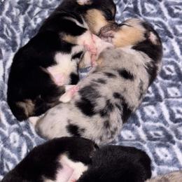 American Corgi Puppies from 5H Corgis