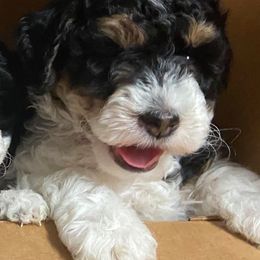 Goldendoodles from Florida's Itzadoodle Goldendoodles