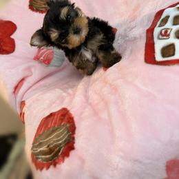 Ella - Black and gold female Yorkshire Terrier puppy in Burleson, Texas from BabydollYorkiesofTexas