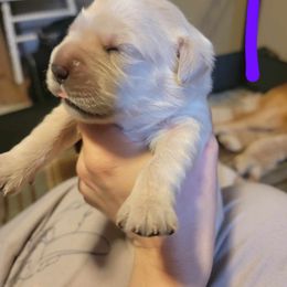 Golden Retriever Puppies from Wild Roost Goldens