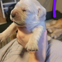 Golden Retriever Puppies from Wild Roost Goldens