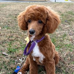Ivy - Poodle
