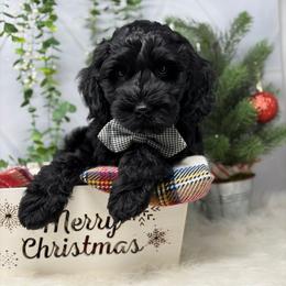 Charlie Brown - Black male Australian Labradoodle puppy in Brush Prairie, Washington from Fancy Pants Labradoodles