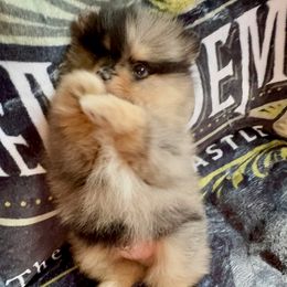 Morpheus - Blue sable male Pomeranian puppy in Las Vegas, Nevada from SuperNova  & Mystic Magic Pomeranians