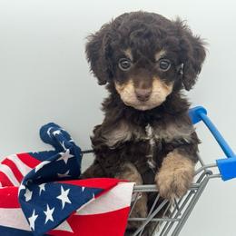 Poppy - Red phantom female Aussiedoodle puppy in Austin, Texas from Doodles of Central Texas