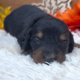 Athena - Black and tan female Dachshund puppy in Fredricktown, Missouri from Ivy Cream Dachshunds