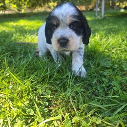 Birdie - Black white and tan female English Springer Spaniel puppy in Saginaw, Michigan from Kemerer Springers