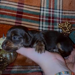 Lynn - Chocolate female Dachshund puppy in Trinity, Texas from Signature Sloan - Long Hair Dachshunds