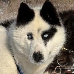 Siberian Huskies from Frosty Timber Sled Dogs