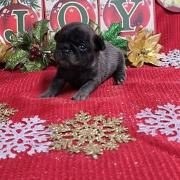 Silver Boy - Silver male Pug puppy in Tulsa, Oklahoma from Locust Creek Pugs