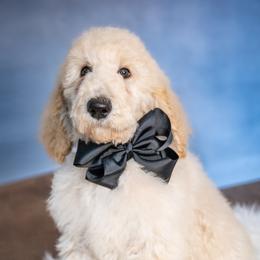 Tate - Cream male Poodle puppy in Leonard, Texas from Laird Farms
