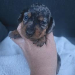 Butter - Dapple female Dachshund puppy in Riverdale, Utah from Behive Doxies