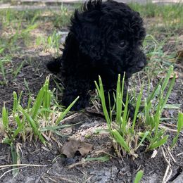 Poodle Puppies from Poodle Palace 918