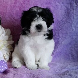 Coton de Tulear Puppies from Buttercup Cotons of Texas