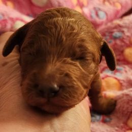 Pink collar girl - Apricot female Goldendoodle puppy in Los Molinos Ca, California from Sunshine Sanctuary Doodles