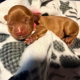 Dancer - Ruby female Cavalier King Charles Spaniel puppy in Destin, Florida from Ruby’s Coastal Cavaliers