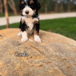 Carla - Tri-color female Bernedoodle puppy in Bastrop, Texas from Sweet Pea Bernedoodles
