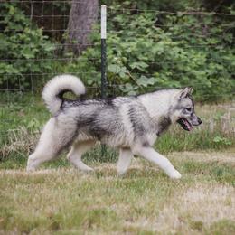Rezi - Siberian Husky