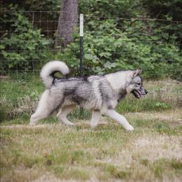 Rezi - Siberian Husky
