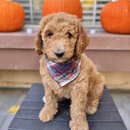 Scooby - Cream female Goldendoodle puppy in Redlands, California from Goldendoodle Pals