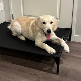 Oscar - Light golden male Golden Retriever puppy in Mason, Michigan from Sweet Breeze Acres