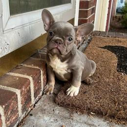 Yari - Black and tan female French Bulldog puppy in Eden, North Carolina from Blackoutbulldogs