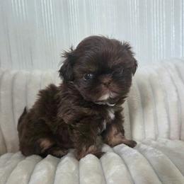 Cove - Chocolate and tan female Shih Tzu puppy in Smithville, Georgia from The Luckie Puppy