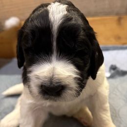 Alexander - male Newfypoo puppy in San Antonio, Texas from Mammoth Doodles